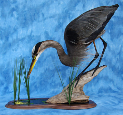 Great Blue Heron Eying a Bull Frog, Taxidermy, 2019; Victor F. Cole; Newburyport, MA; Feathers,  glass, wire, body form; Photography by Maggie Holtzberg